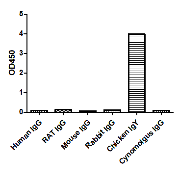 ELISA of specificity for different species of IgG-Anti-Chicken IgY, AlpHcAbs® Goat antibody  