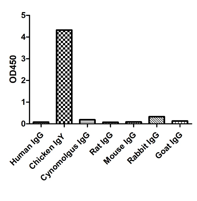 ELISA of specificity for different species of IgG-Anti-Chicken IgY, AlpHcAbs® Goat antibody(Biotin)  