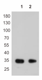 Western blot-Anti-DYKDDDDK tag, AlpHcAbs® Mouse IgG2b antibody(016-303-001)