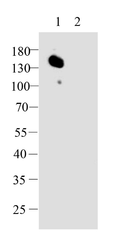 Western blot-Anti-Rabbit IgG for IP, AlpSdAbs® VHH(HRP)(025-100-005)