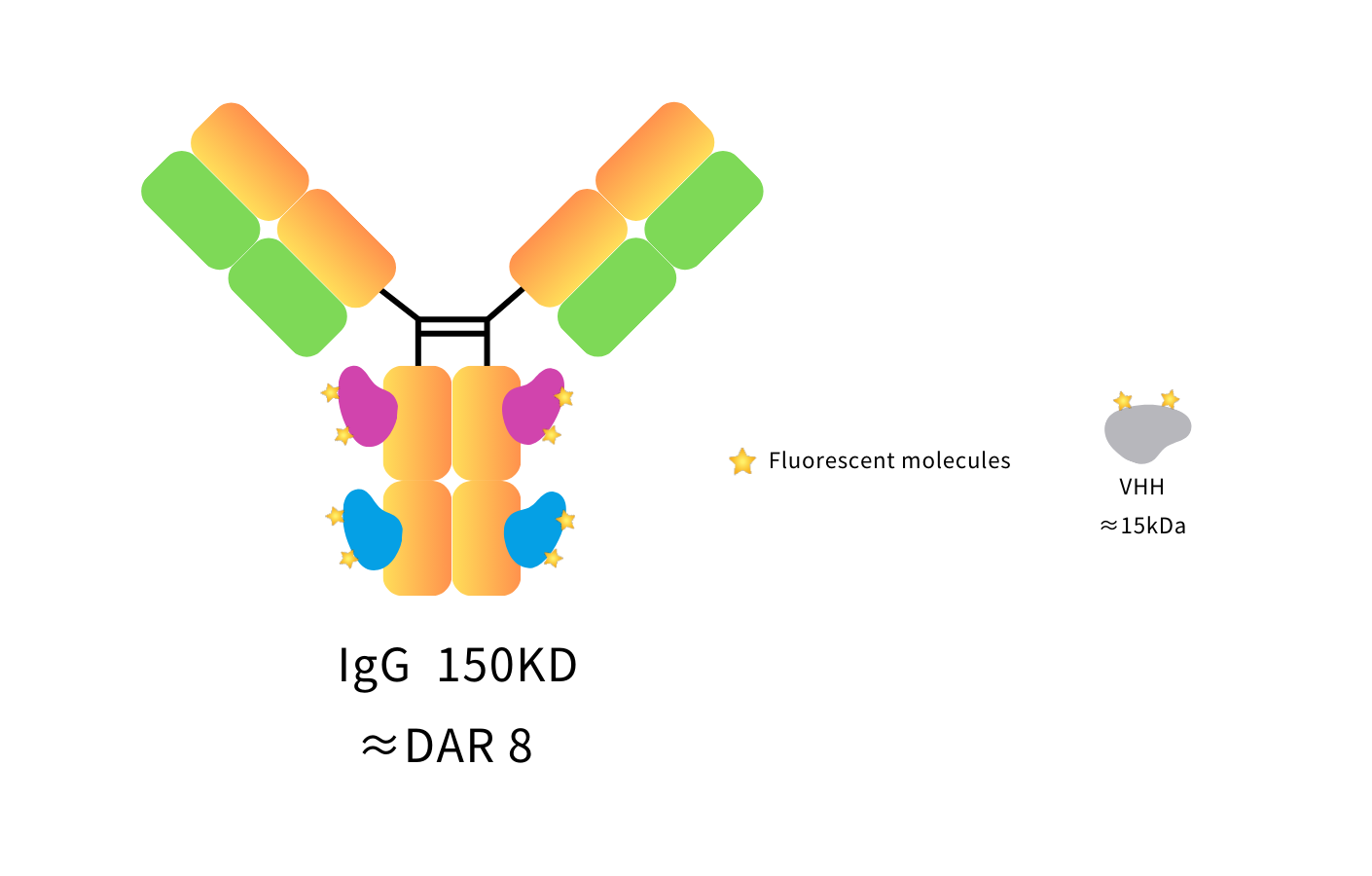Anti-Human IgG(Fcγ Fragment specific), AlpSdAbs® VHH(iFluor647 ×8) - 临界点生物