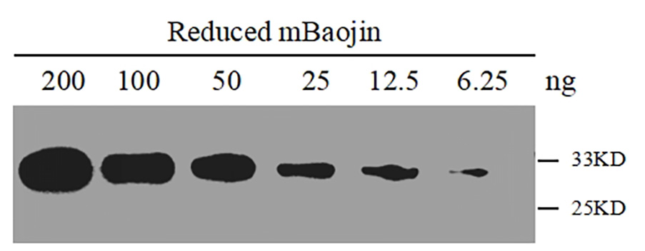 Western blot-Anti-StayGold/mBaojin, AlpHcAbs® Rabbit antibody(082-201-001)
