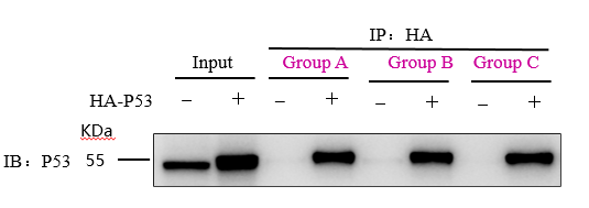 Immunoprecipitation-HA tag Nanoselector Magnetic beads