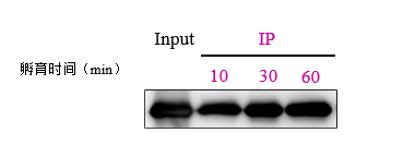 Immunoprecipitation-GFP Nanoselector Magnetic beads