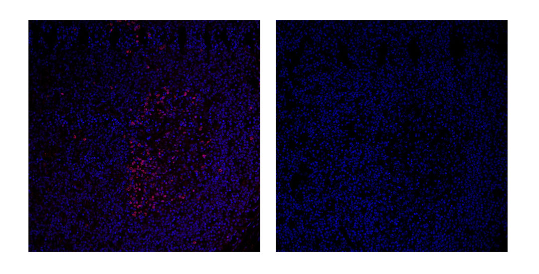 Anti-Rabbit IgG(Fcγ Fragment specific), AlpSdAbs® VHH(iFluor647 ×8) - 临界点生物