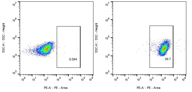 CAR-Jurkat Assay-Human CD19-PE CAR TEST Kit